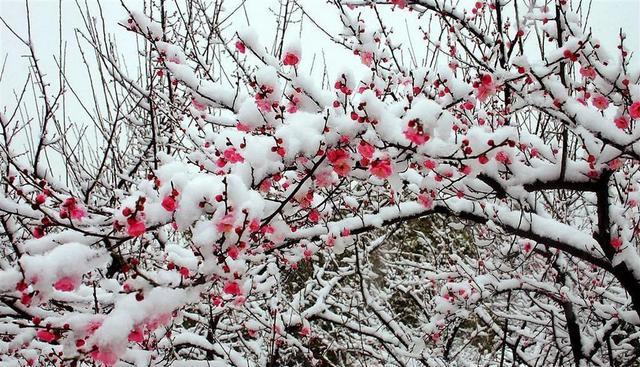 #新年新家装#北方的冬天适合养什么花？